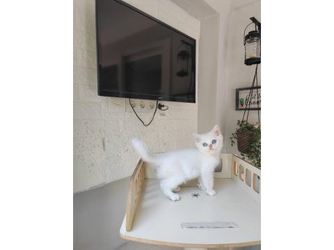 British shorthair ns11 silver point yavru