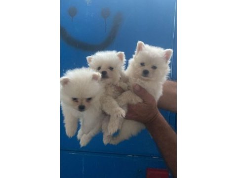 Pomeranian spitz yavrular ırk sağlık garantili