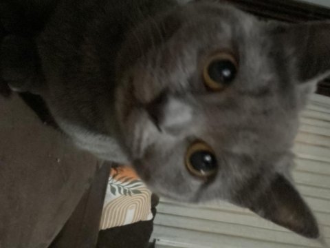 British shorthair kedisi