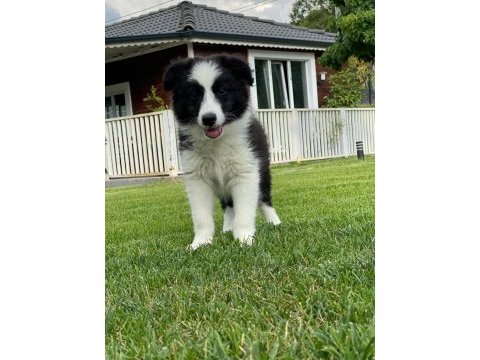 Border collie yavruları istanbul 