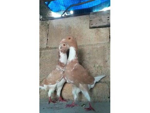 Sarı alaca beyaz kuyruk güvercin