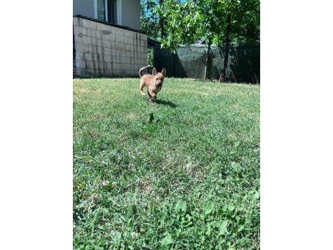 Akita inu yavrularımız 3 aylık