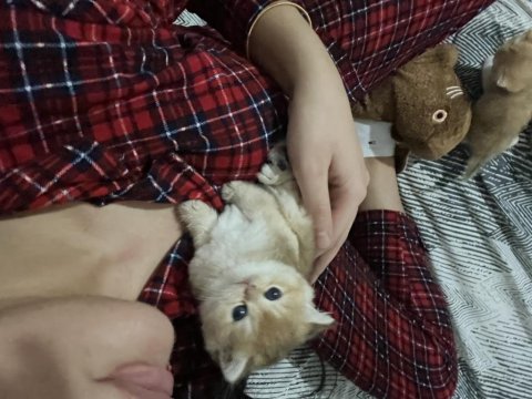 British golden shorthair yavrularımız