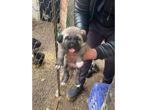 A kalite kangal yavrular detaylı bilgi için arayınız