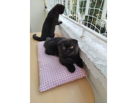 Ragdoll ve scottish fold kırması