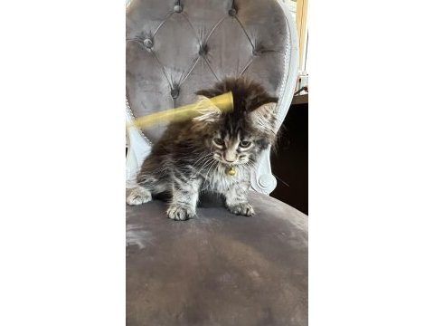 Mco safkan dişi orman rengi maine coon