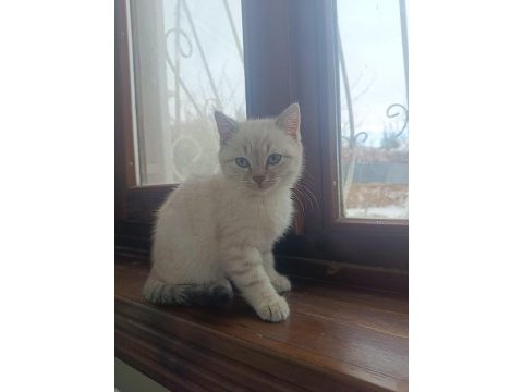 Kedimize acil yuva aranıyor 2 buçuk aylık yavrular