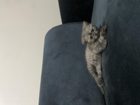 British shorthair yavru kedilerimiz
