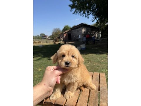 Sütlü kahveli küt burun maltipoo kızımız