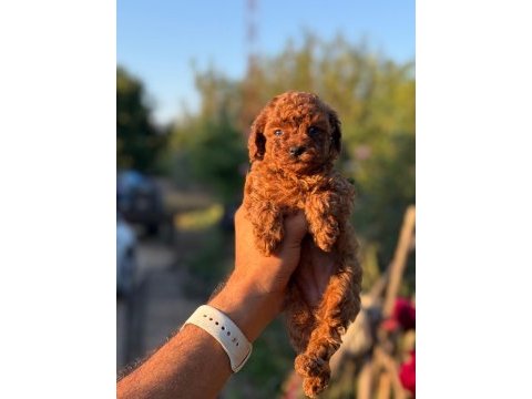 Aşılı çiş eğitimli orjinal toy poodle bebekler 