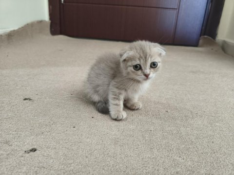 Özel renkli sevimli yavru kedimiz sahibini bekliyor