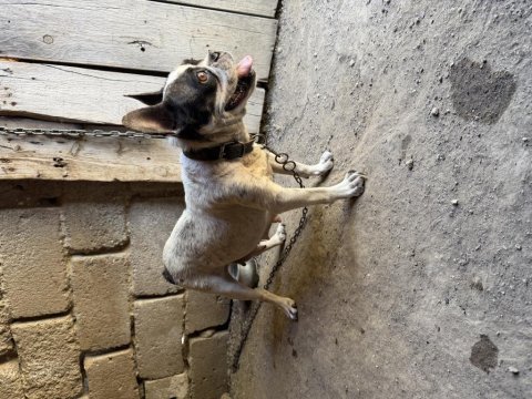 Yetişkin dişi french bulldog
