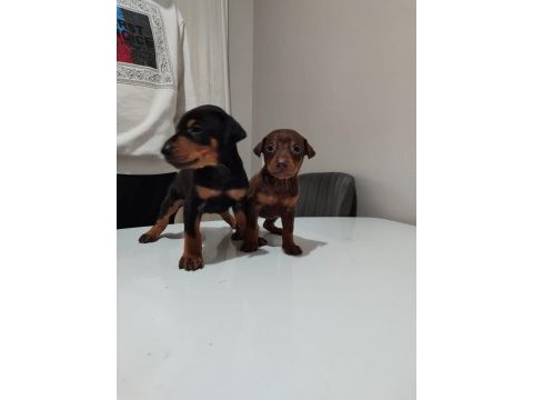 Doberman yavrusu