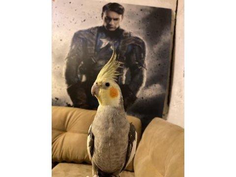 Evcil konuşabilen sultan papağanı