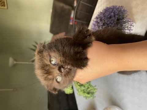 Scottish fold ve british shorthair yavrularımız