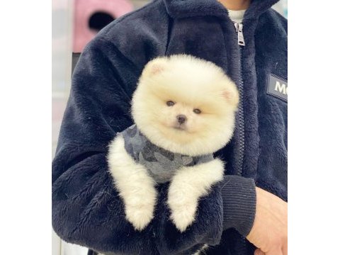 Pomeranian boo köpeğimiz