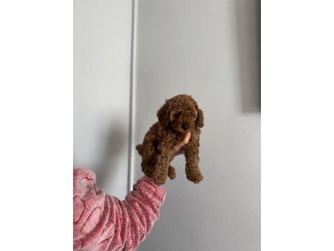 Toy poodle 3 erkek adana