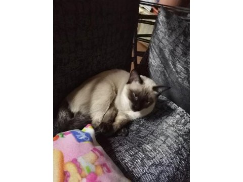Mavi göz kırık kuyruk siyam kedisi