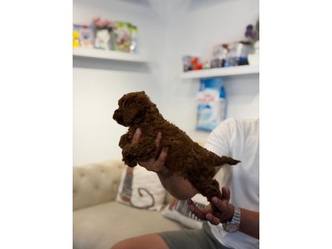 Kore toy poodle bebekler sahibini bekliyor