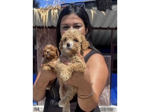 Ufacık maltipoo yavrularım