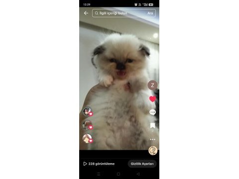 Mavi göz erkek kırık kulak scottish fold 2.5 aylık