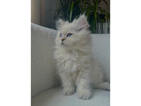 British longhair golden point