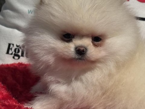 Petmode köpek çiftliğinde ziyarete açık pomeranian