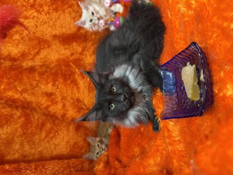 Gri yele maine coon isteyenler