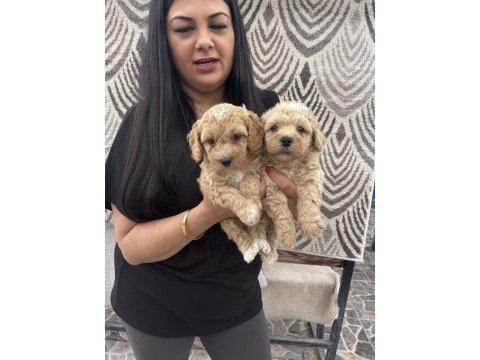 Safkan apricot toy poodle yavrularım