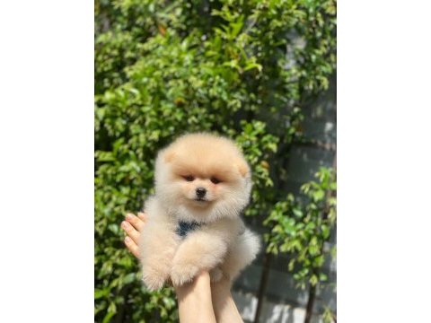 Pomeranian boo teacup yavru bebekler