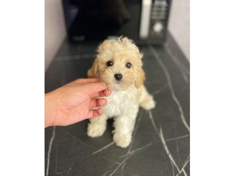 Kilo garantili aşılı eğitimli maltipoo