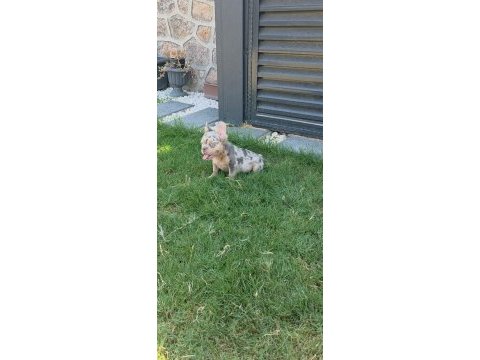 French bulldog köpeğimiz