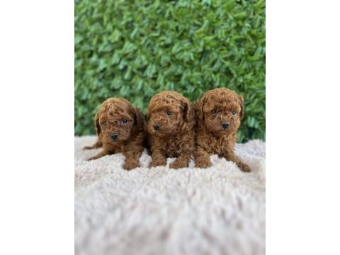Birbirinden güzel üst kalite toy poodle bebekler