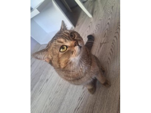Tonton kedimiz yeni yuvasına gitmeye hazır