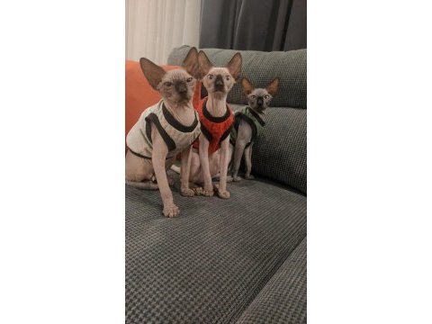 Anne ve baba safkan sfenks sağlıklı yavrular