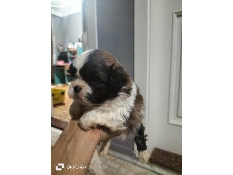 Shih tzu şitzu yavruları