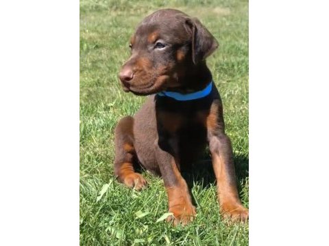 A şecereli dev erkek doberman