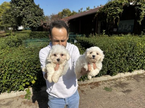Maltese terrier yavrularımız