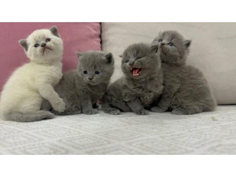 Cins british shorthair yavrularımız yuvalarını arıyor