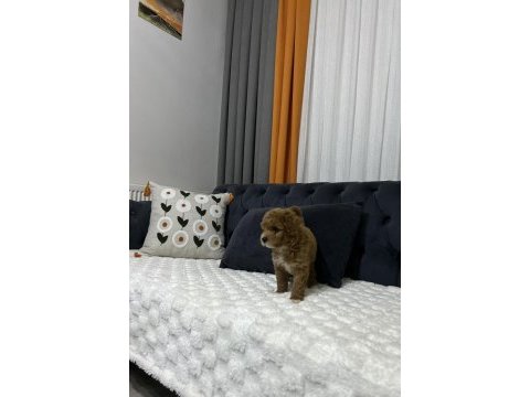 Toy poodle ev ortamından