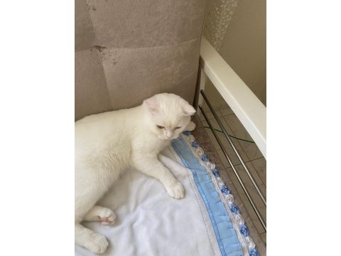 Kedimiz zeus yeni yuva arıyor