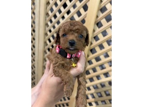 Mükemmel güzellikte teacup poodle yavrular