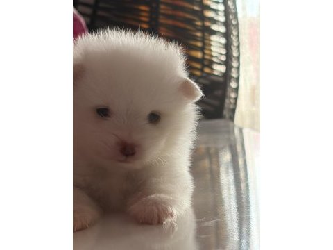 2 aylık pomeranian alman spitz
