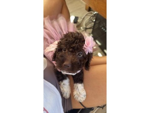 Poodle 5 aylık erkek