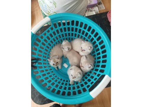 Scottish fold blue point & british shorthair 5 adet yavru