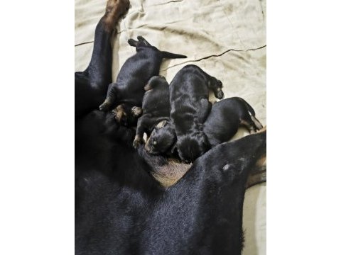 Doberman yavrularımız