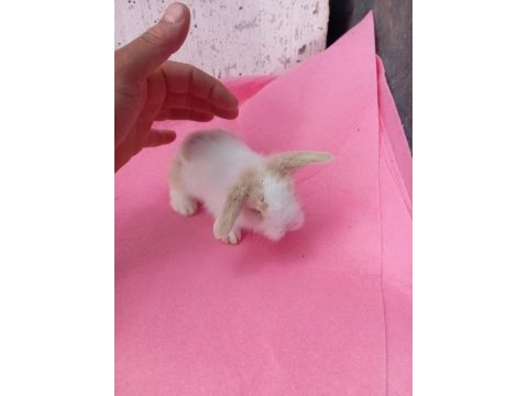 Hollanda teddy lop tavşan yavruları