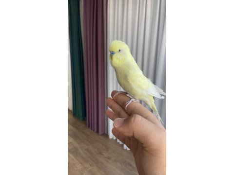 Konuşan muhabbet kuşu elden koldan asla inmez