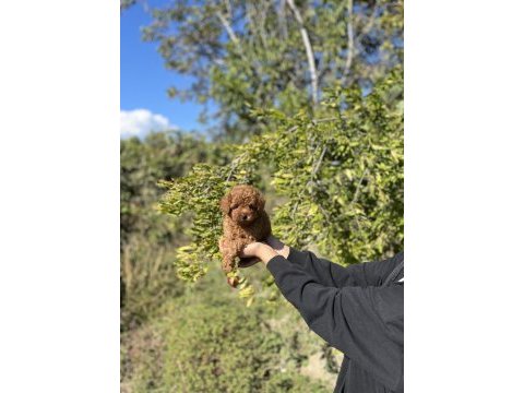 Kore kan toy poodle bebekler