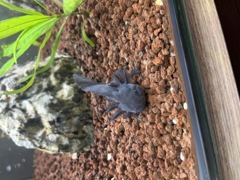 2 adet albino axalot 18-20 cm